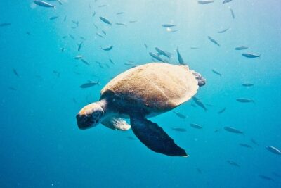 TRY SCUBA DIVING with a Dedicated Instructor - The 140 m² briefing center: calm before the water