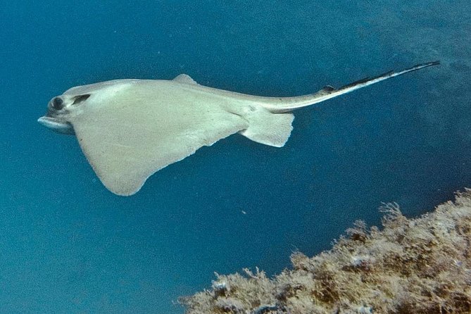 TRY SCUBA DIVING with a Dedicated Instructor - Photos taken for you: memories without multitasking