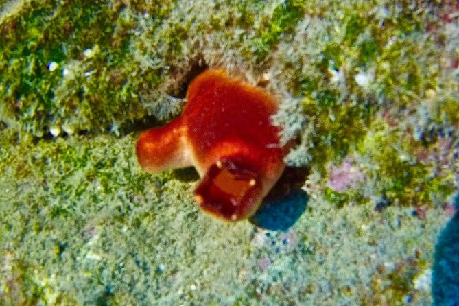 TRY SCUBA DIVING with a Dedicated Instructor - Price and value at $145.12: what you’re actually buying