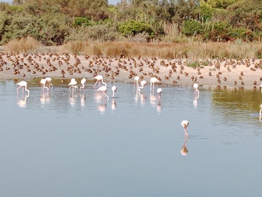 Valencia: Albufera Jeep and Boat Tour - Final Call: Should You Book This Tour?