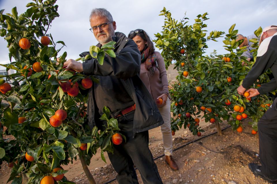 Valencia: Orange Farm and Orchard Trip with Tastings - Meeting Huerto Ribera in Carcaixent: Modernist House, Real Orchards