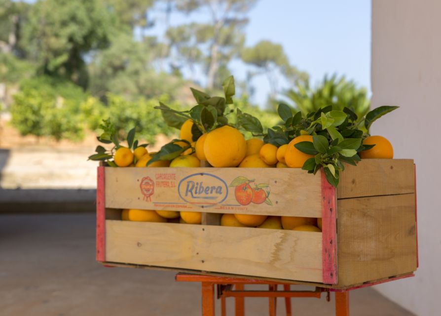 Valencia: Orange Farm and Orchard Trip with Tastings - How the Orchard Gets Water: The Well and the Irrigation Story