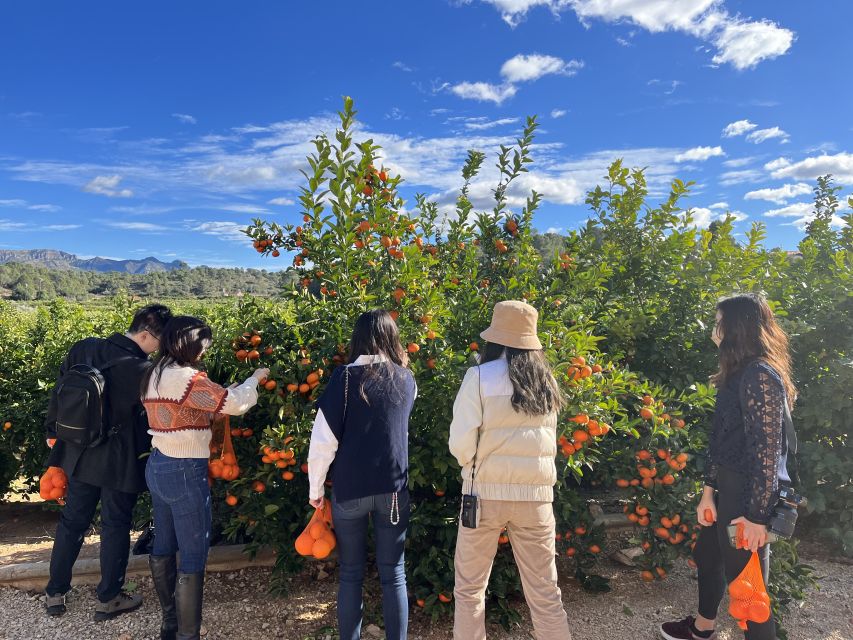 Valencia: Orange Farm and Orchard Trip with Tastings - Tastings at the End: Orange Juice, Liqueurs, Jam, and Honey