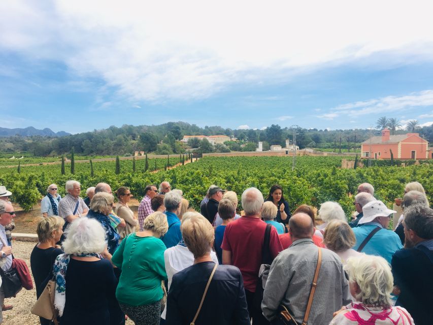 Valencia: Orange Farm and Orchard Trip with Tastings - Price and Value: Why $35 Can Feel Like a Bargain