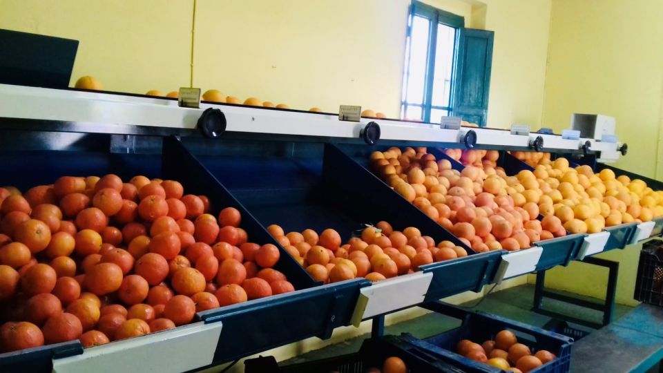 Valencia: Orange Farm and Orchard Trip with Tastings - Best Time to Go and What to Bring