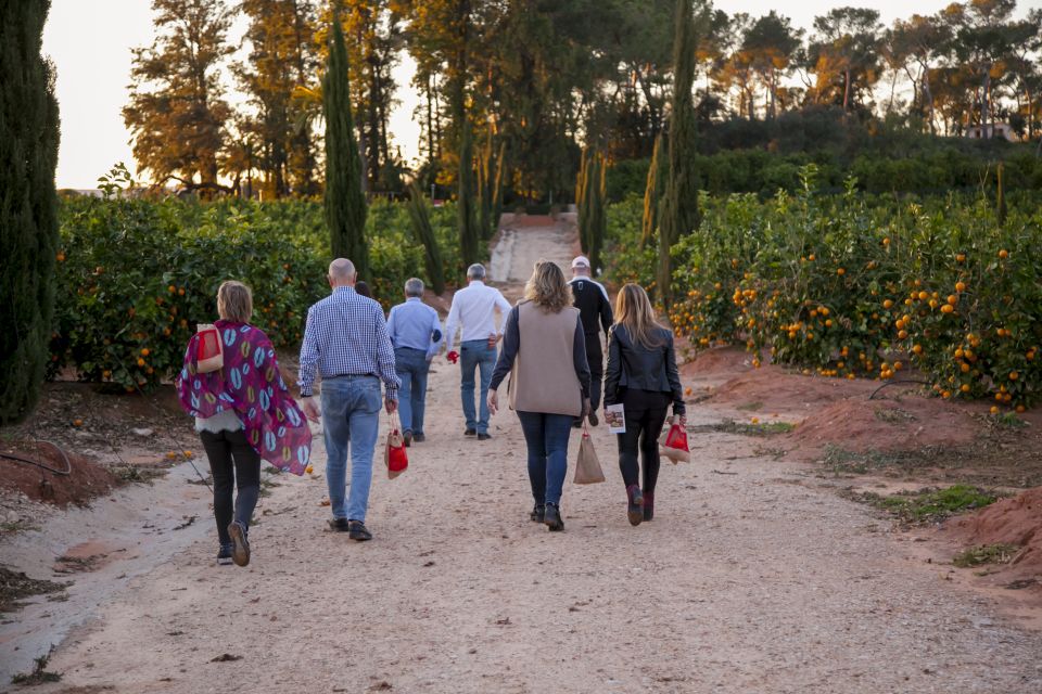 Valencia: Orange Farm and Orchard Trip with Tastings - The Orchard Walk: Citrus Variety You Don’t See in a Supermarket