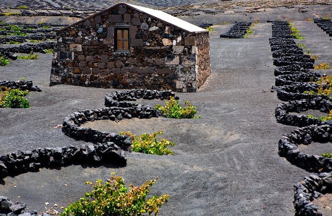 Vineyards of La Geria hiking tour - La Geria’s black-sand vineyards: what you’re really walking through