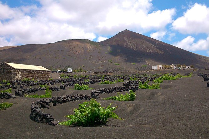 Vineyards of La Geria hiking tour - Bodegas Rubicón and the Volcanic Malvasia tasting