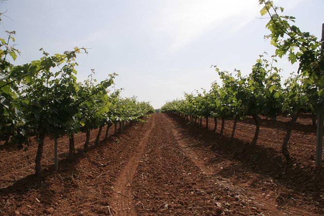 Visit and wine tasting with sausage and BODEGA PIRINEOS cheese - Booking, timing, and the on-the-ground reality