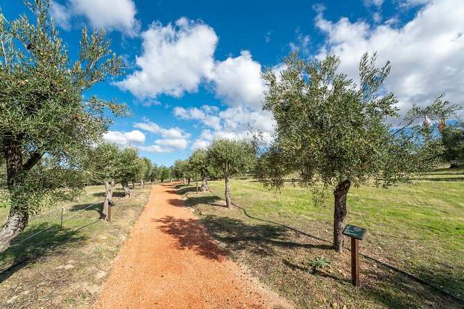 Visit Oil Mill Museum and Olive Oil Tasting in Ronda - The oil tasting: compare varieties, then taste with bread and vinegar