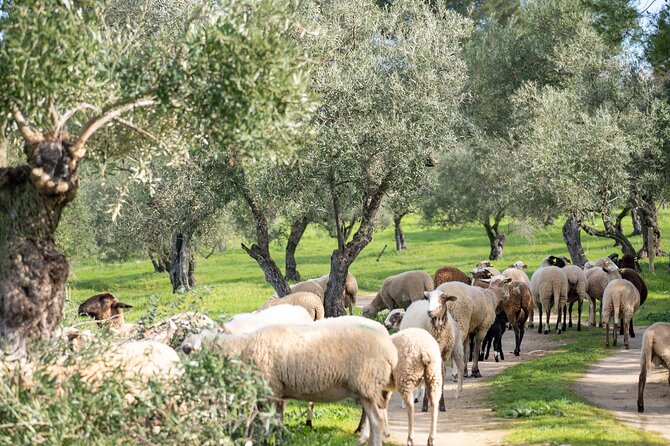 Visit Oil Mill Museum and Olive Oil Tasting in Ronda - After the tasting: museum time, shopping, and relaxing on the terrace