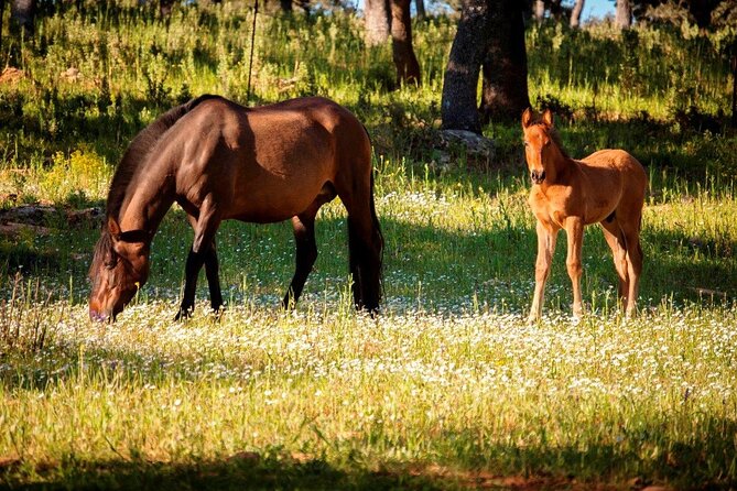 Visita Entre Toros y Caballos - What you see: bulls, horses, and the selection bullring
