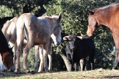 Visita Entre Toros y Caballos - The hands-on moment: capote and muleta in the practice ring