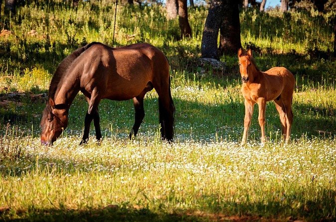Visita Entre Toros y Caballos - Price and value: is $36.16 a fair deal?