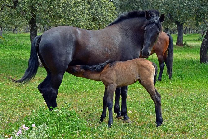 Visita Entre Toros y Caballos - Who this tour suits best (and who may prefer something else)