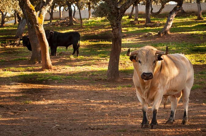 Visita Entre Toros y Caballos - Should you book Visita Entre Toros y Caballos?