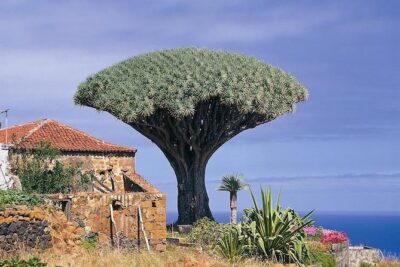 Volcano Teide - Masca ravine. Guided Tour from Puerto de la Cruz - Tenerife - Entering Teide National Park at 2,350m: Short Walk, Big Views
