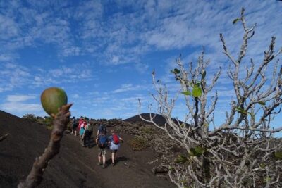 Volcano Trekking Tour (Timanfaya eruptions) - Pickup, meeting point, and the 9:30 am morning rhythm