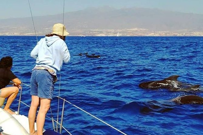 Whale and Dolphin Small Group Sailing from Tenerife South - Small-Boat Whale Watching From Puerto Colón: What You Get in 3 Hours