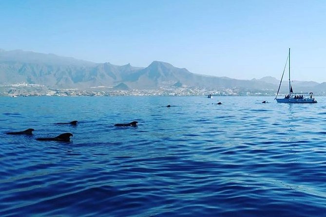 Whale and Dolphin Small Group Sailing from Tenerife South - Out on the Water: How This Trip Finds Pilot Whales and Dolphins