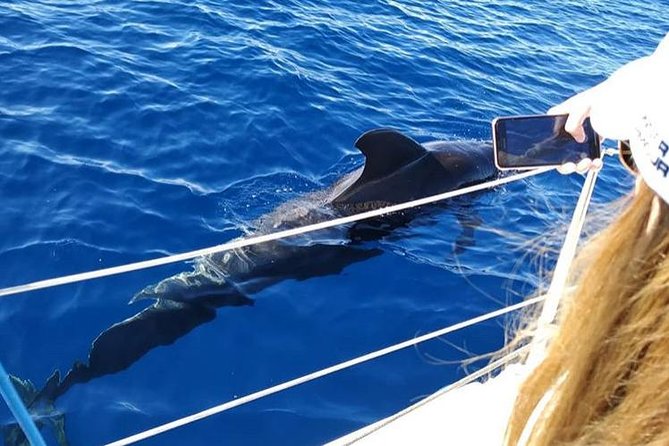 Whale and Dolphin Small Group Sailing from Tenerife South - Galatea Sailing and the Crew: English-Friendly With Real Navigation Experience