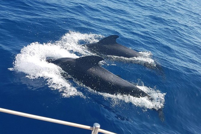 Whale and Dolphin Watching Sailing Boat with Drinks, Snacks and Swimming Time - Key Highlights Worth Your Time