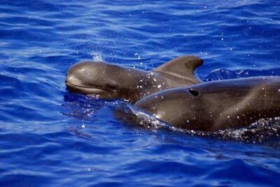 Whale and Dolphin Watching Sailing Boat with Drinks, Snacks and Swimming Time - Stop for Swimming and Snorkeling: What You Can Realistically Plan For