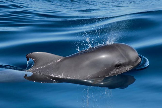 Whale and Dolphin Watching Sailing Boat with Drinks, Snacks and Swimming Time - Weather, Seasickness, and Safety: The Stuff You Should Plan For