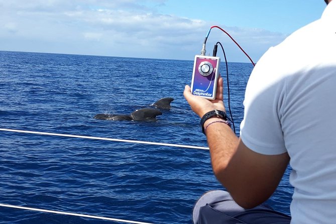 Whale and Dolphin Watching Sailing Boat with Drinks, Snacks and Swimming Time - Price and Value: Does It Feel Worth $78.44?