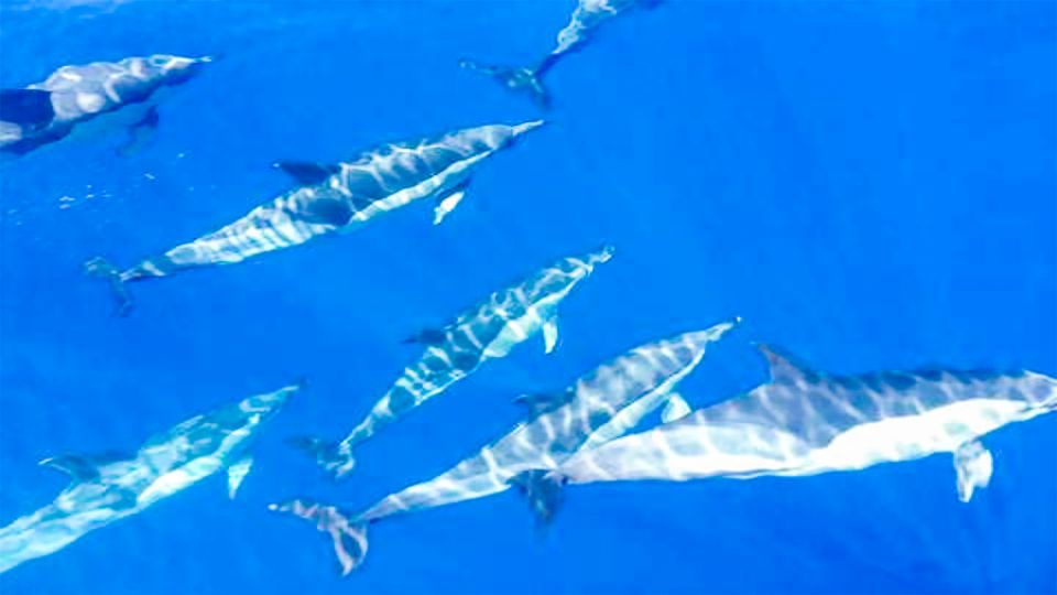 Whale and Dolphin Watching Sailing Tour – Los Gigantes (3H) - Why Los Gigantes cliffs make whale and dolphin spotting easier
