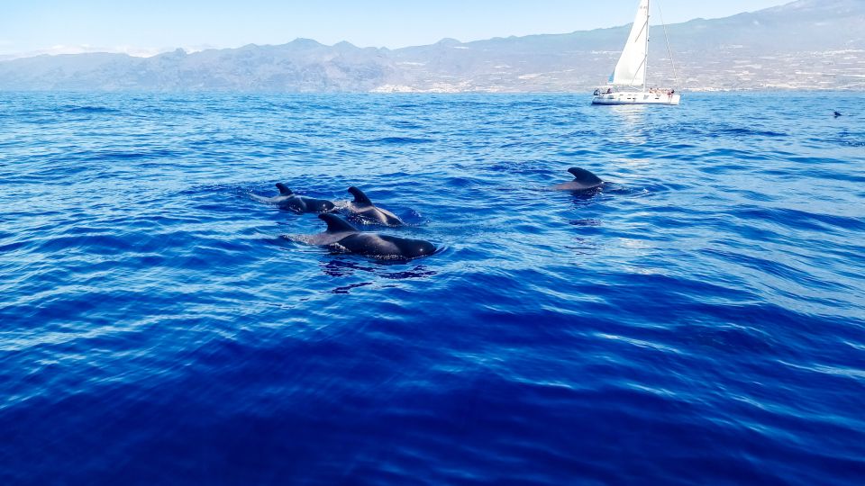 Whale and Dolphin Watching Sailing Tour – Los Gigantes (3H) - El Mojo Picón on the water: how comfort works on a 14-meter sail