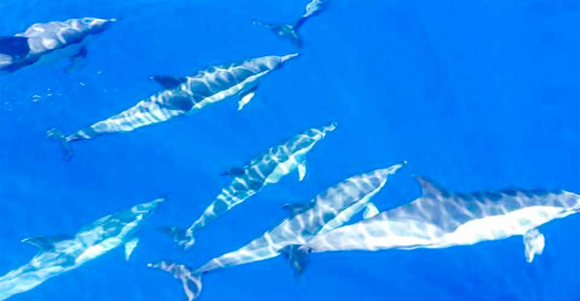 Whale and Dolphin Watching Sailing Tour – Los Gigantes (3H) - The cove swim and snorkel stop: what you get in 3 hours