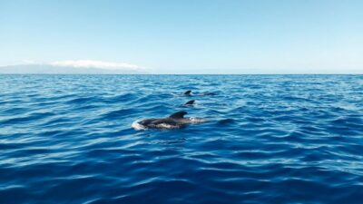 Whale and Dolphin Watching Sailing Tour – Los Gigantes (3H) - Your wildlife search: dolphins, pilot whales, and sea turtles