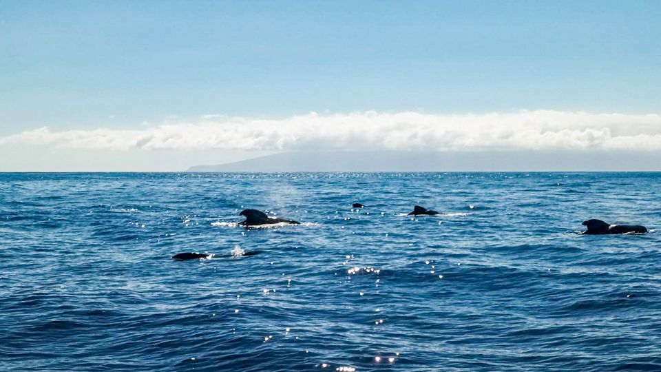 Whale and Dolphin Watching Sailing Tour – Los Gigantes (3H) - Food, drinks, and the Los Gigantes cliff-side stop