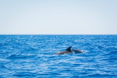 Whale & Dolphin Observation on Silent Catamaran with Hydrophone - Searching the Open Sea: What Responsible Viewing Looks Like