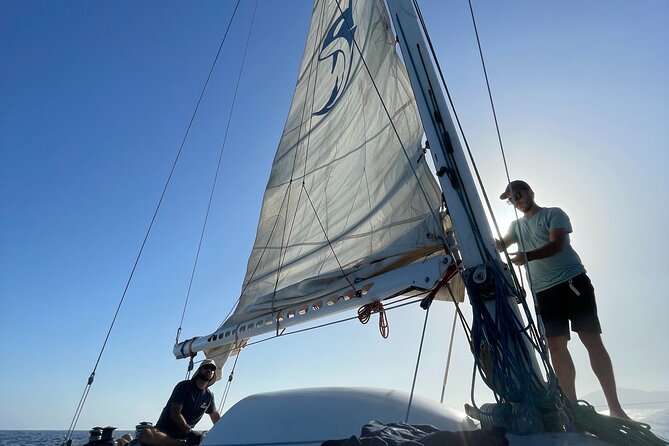 Whale & Dolphin Observation on Silent Catamaran with Hydrophone - Tips That Help You Get More Out of Every Minute
