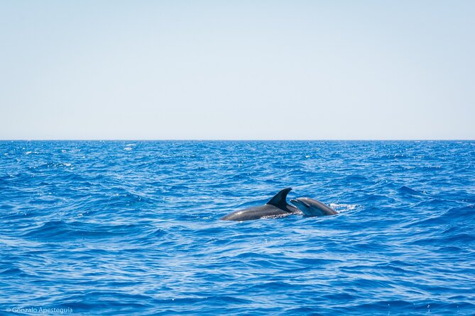 Whale & Dolphin Observation on Silent Catamaran with Hydrophone - Searching the Open Sea: What Responsible Viewing Looks Like