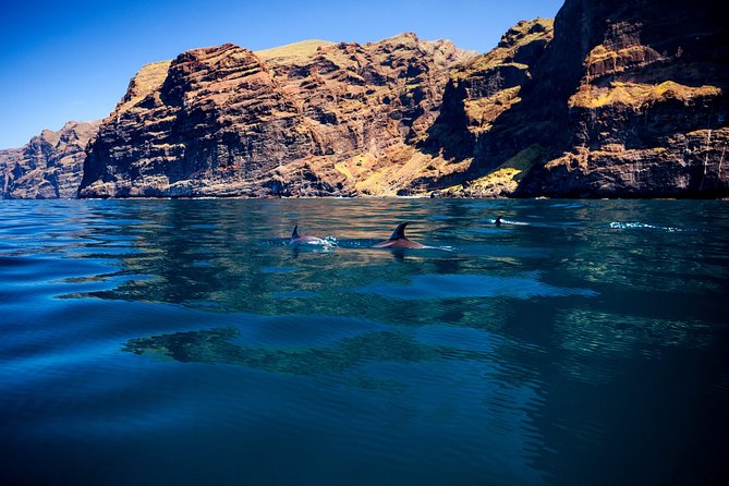 Whale watching and listening Eco-Catamaran Tour with Food Tasting - Price and value: is $48.37 per person a smart deal?