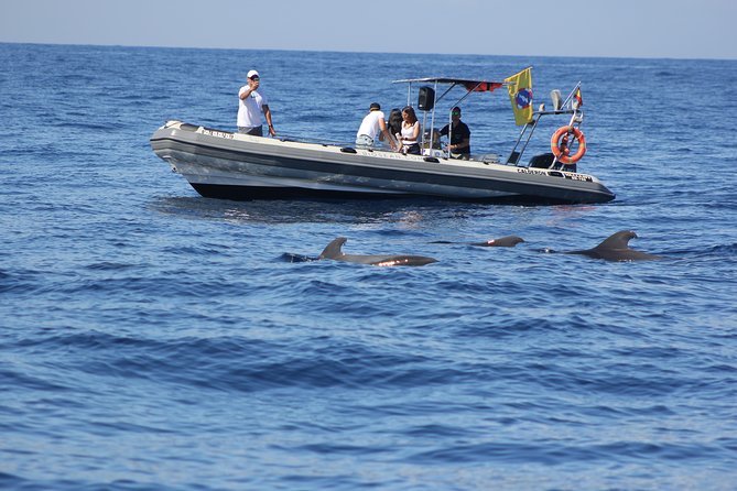 Whale Watching and Marine Science Tour - Biosean at Las Galletas: where this Tenerife tour starts