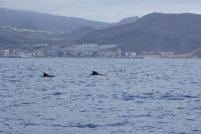 Whale Watching and Marine Science Tour - Rasca lighthouse and Malpaís de Rasca: volcanic scenery with context