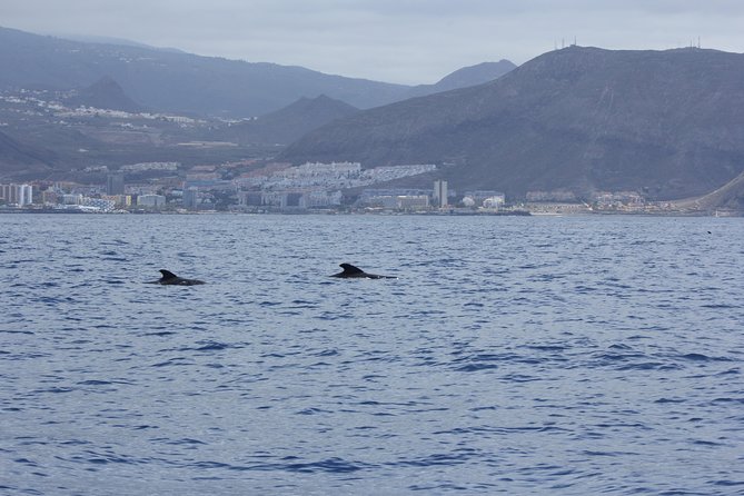 Whale Watching and Marine Science Tour - Rasca lighthouse and Malpaís de Rasca: volcanic scenery with context