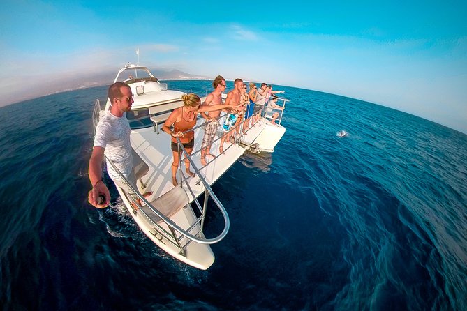 Whale Watching Catamaran Cruise with Transfer, Buffet by MC - Key highlights worth knowing