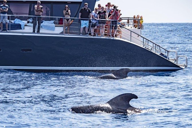Whale Watching Catamaran in Costa Adeje (Including drinks & Sandwich) - Key Highlights That Matter