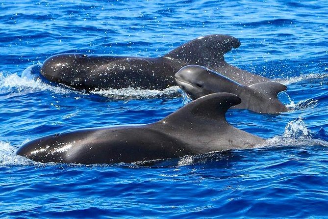 Whale Watching Catamaran in Costa Adeje (Including drinks & Sandwich) - Costa Adeje Whale Watching From a 160-Person Catamaran
