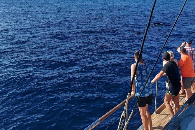 Whale Watching Catamaran in Costa Adeje (Including drinks & Sandwich) - What You Actually Get: Drinks, Sandwiches, and the Real Value