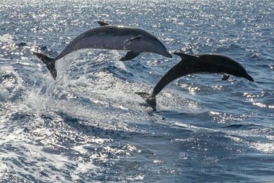 Whale Watching Catamaran in Costa Adeje (Including drinks & Sandwich) - Getting There: 10:00am Start, Pickup Limits, and the Meeting Point