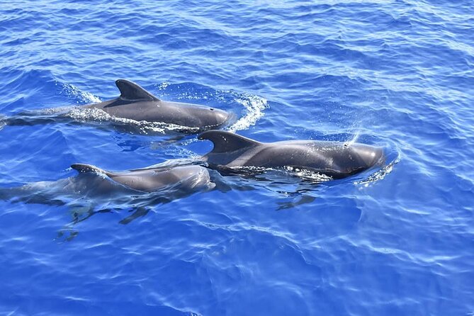 Whale Watching Catamaran in Costa Adeje (Including drinks & Sandwich) - On-Board Comfort: Sun Deck Seats, Wind, and That Photo Moment