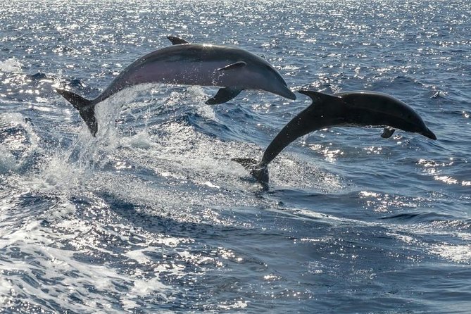 Whale Watching Catamaran in Costa Adeje (Including drinks & Sandwich) - Getting There: 10:00am Start, Pickup Limits, and the Meeting Point