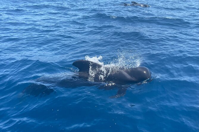 Whales and Dolphins excursion on a Luxury Yacht in Canary Islands - The Los Cristianos cliff stop: snorkeling and swim time that actually fits the schedule