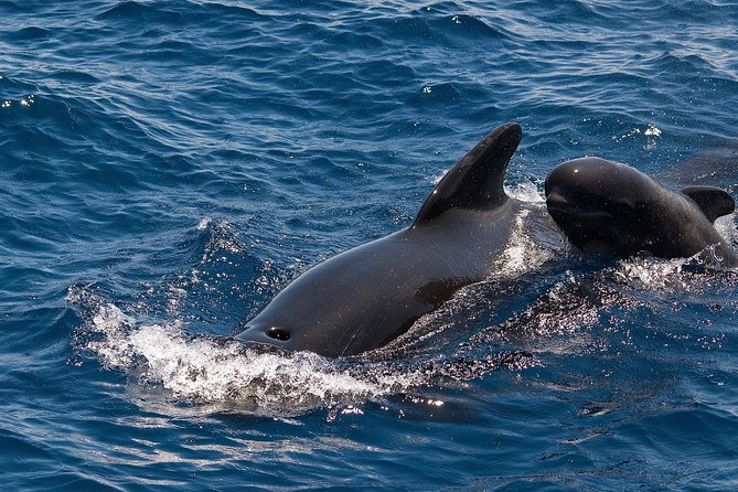 Whales & Dolphins watching in exclusive sailboat - Price and Value: What $71.35 Really Buys You
